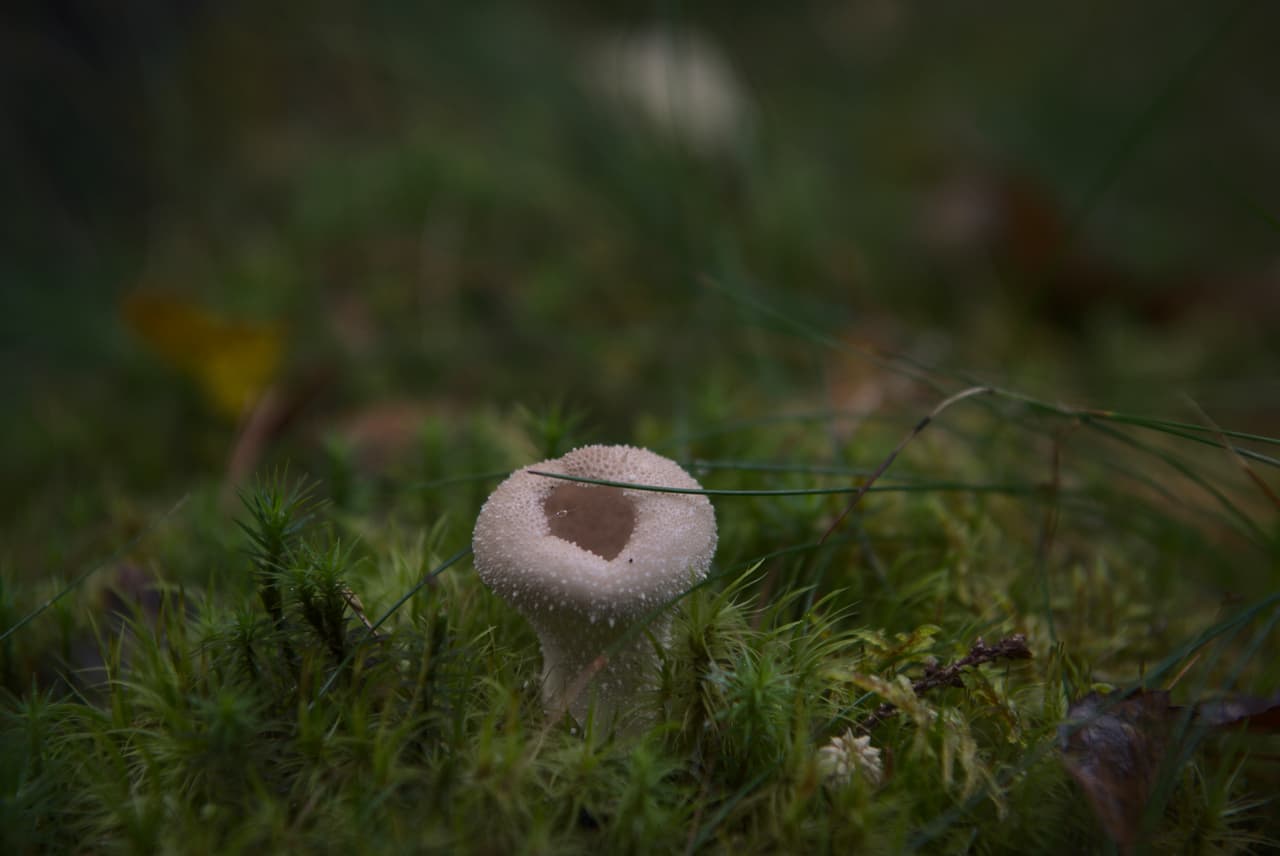 DSC_4424