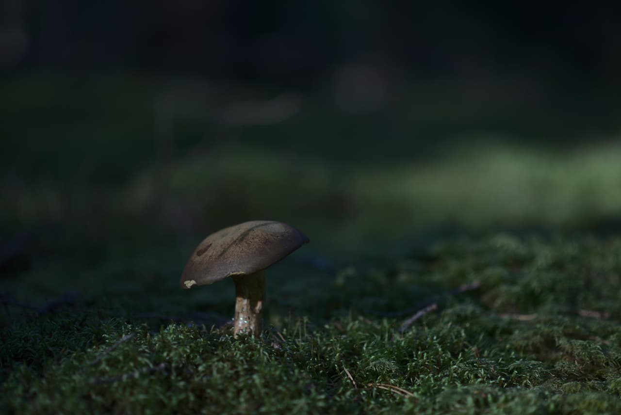 DSC_5258