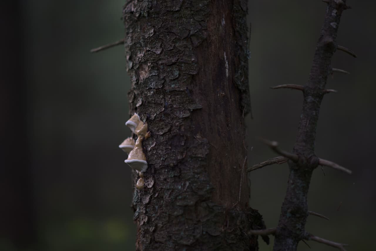 DSC_5371